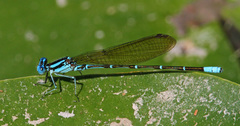Argia rhoadsi