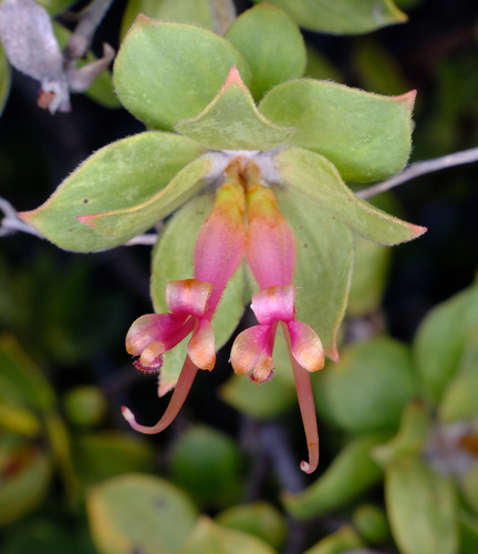 Adenanthos venosus (Adenanthos venosus)
