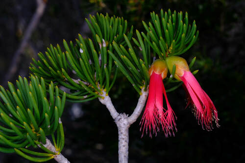 Image of Melaleuca valida by (c) Peter Crowcroft, some rights reserved (CC BY)