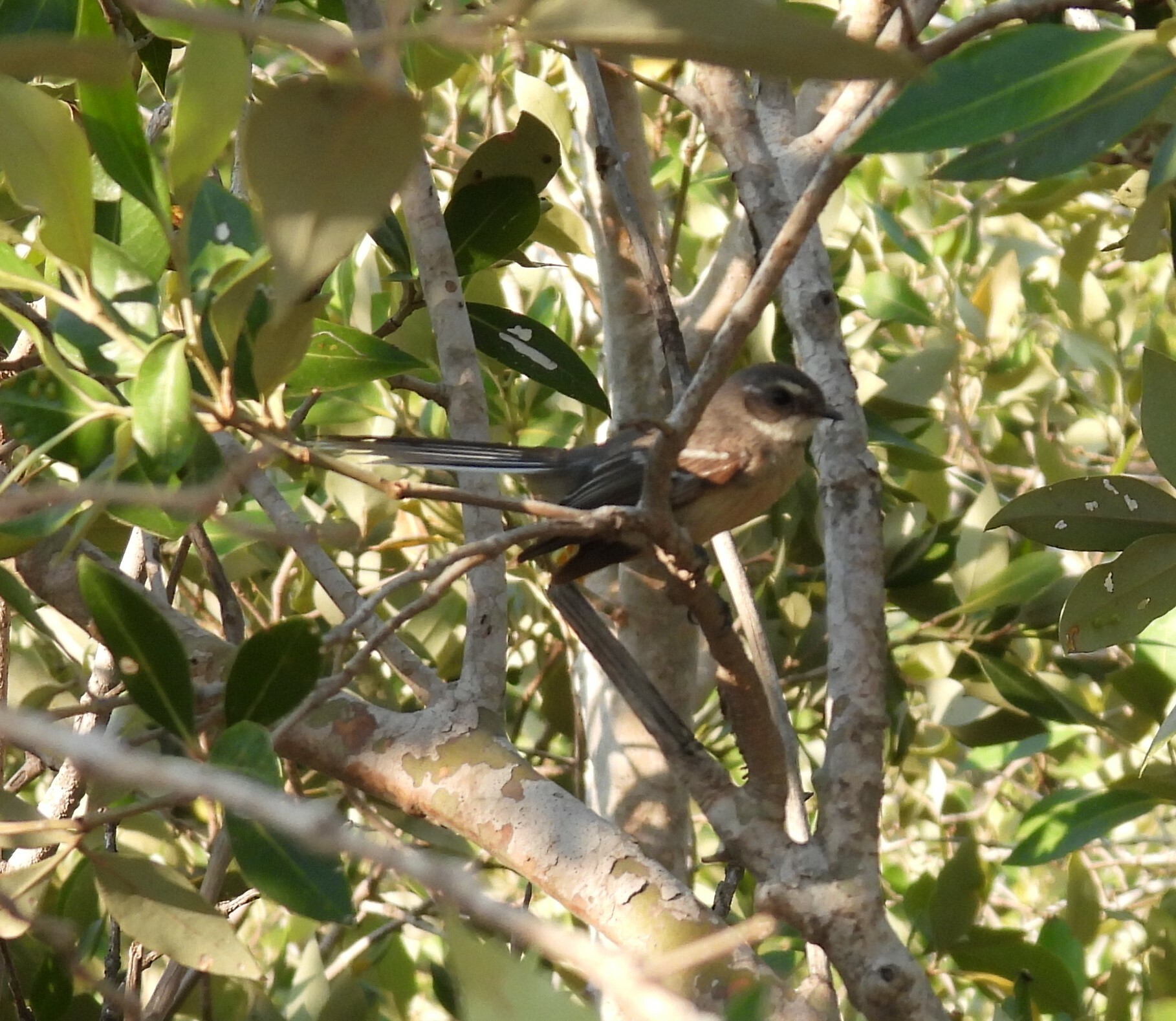 Mangrove Fantail illustration