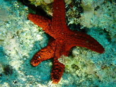 Fromia milleporella
