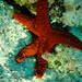 Fromia milleporella