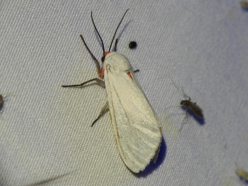 Pygarctia lorula photo 4