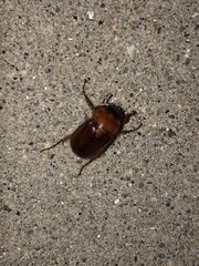 Cyclocephala borealis