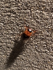 Cyclocephala borealis