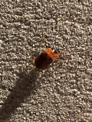 Cyclocephala borealis