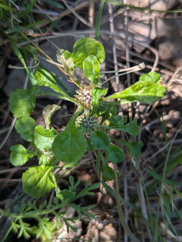 Stuartina hamata iNat (3)