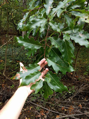 Quercus × leana