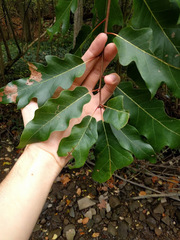 Quercus × leana