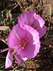 Clarkia rubicunda