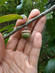 Quercus × leana
