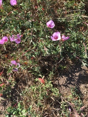 Clarkia rubicunda