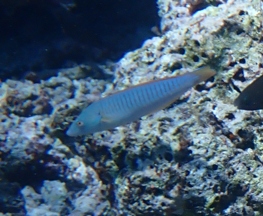 Pastel ringwrasse