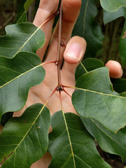 Quercus × leana