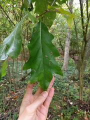 Quercus × leana