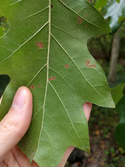 Quercus × leana