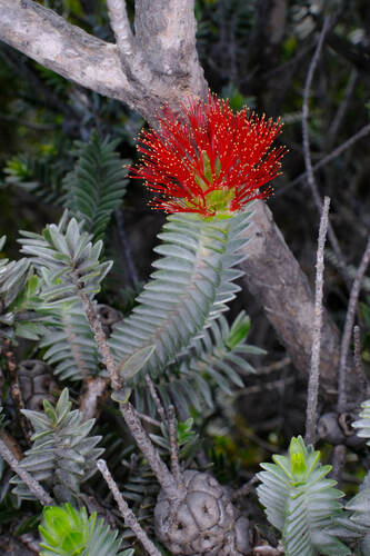 Image of Melaleuca velutina by (c) Peter Crowcroft, some rights reserved (CC BY)