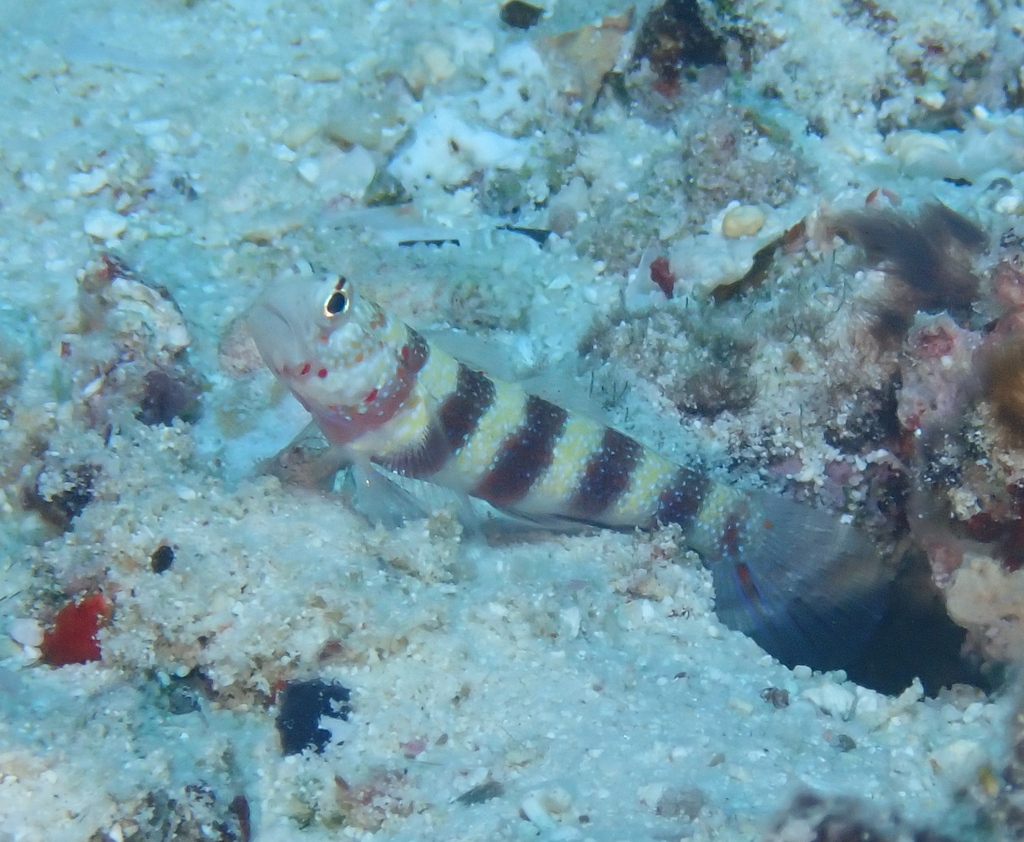 Barred Shrimpgoby