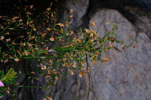 Loxocarya cinerea observed 2024-09-08