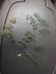 Vicia ludoviciana