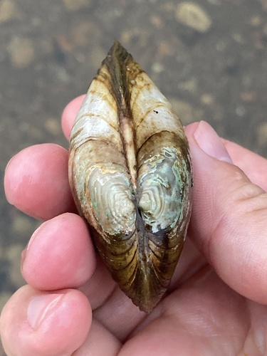 Newfoundland Floater