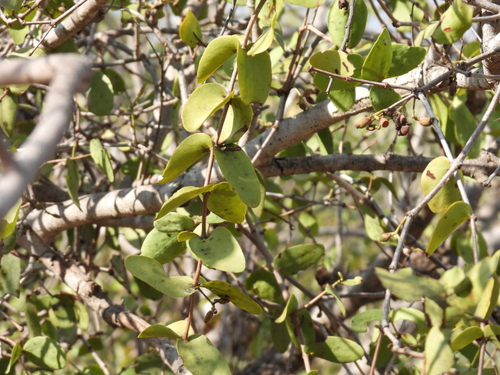 Amyema benthamii (Amyema benthamii)