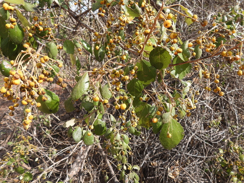 Yellow Ball Flower (Mallotus nesophilus)
