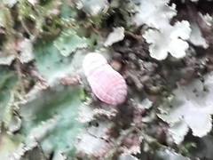 Coelostomidia