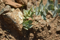 Streptanthus barbatus