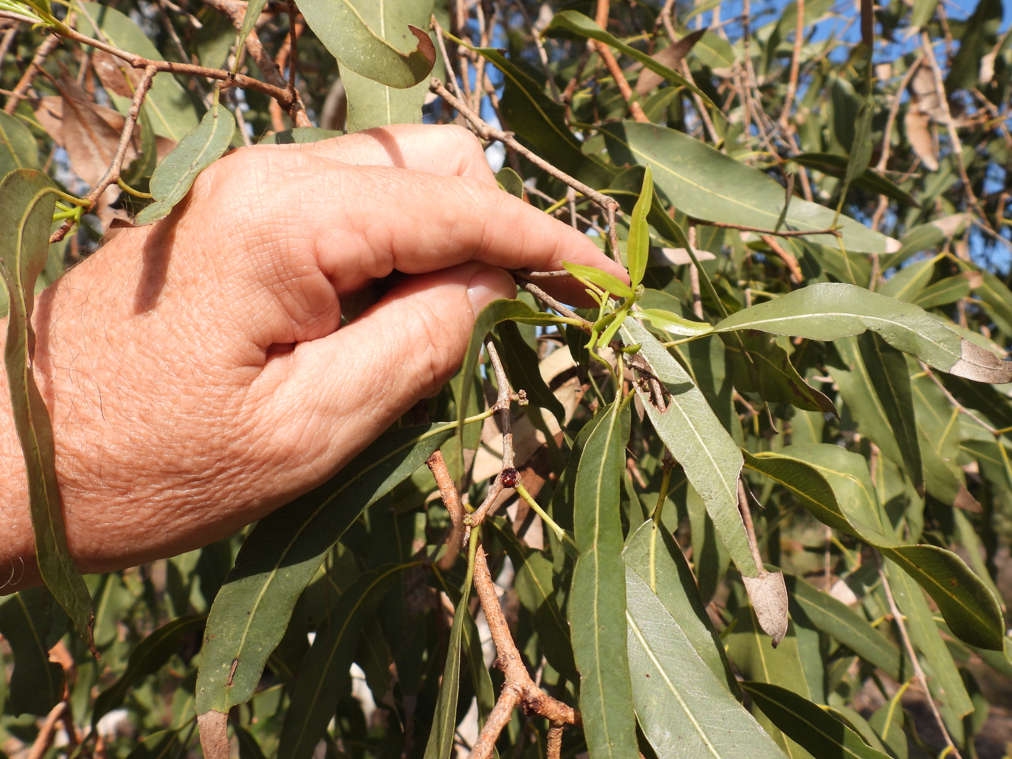 Broome Ghost Gum (Corymbia ×)