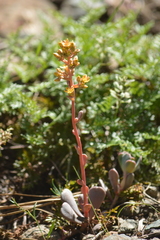 Sedum kiersteadiae