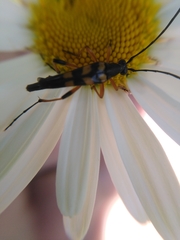 Strangalia attenuata