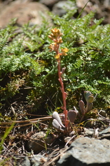Sedum kiersteadiae