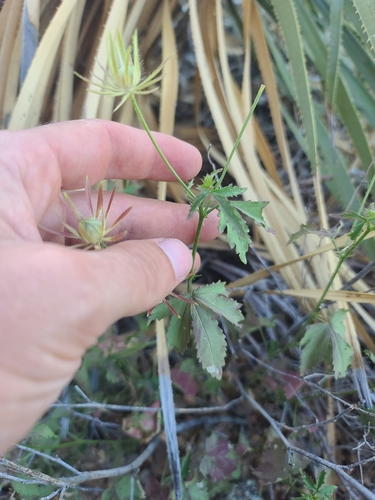 Image of Hibiscus biseptus by no rights reserved
