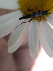 Strangalia attenuata
