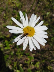 Strangalia attenuata