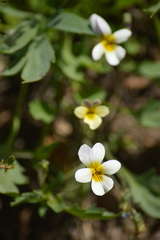 Viola hallii