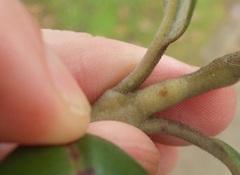 Lecanochiton actites