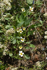 Viola hallii