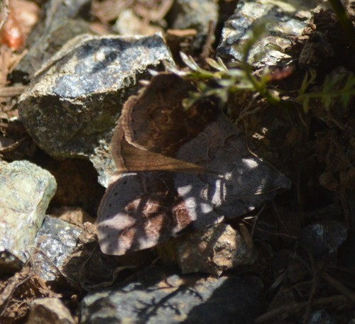 Drasteria scrupulosa photo 2