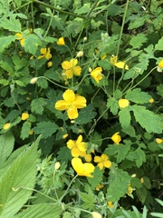 Chelidonium asiaticum