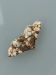 Omphisa anastomosalis