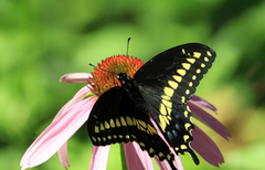 Papilio polyxenes