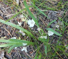 Calochortus minimus