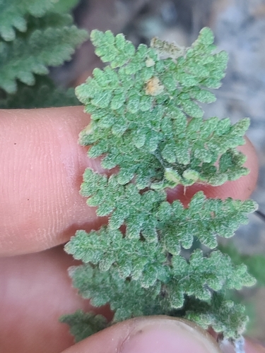 Image of Myriopteris rufa by no rights reserved