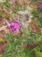 Cirsium edule