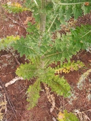 Cirsium edule