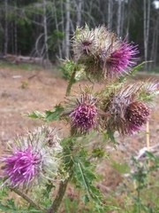 Cirsium edule