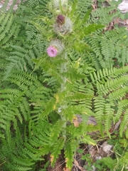 Cirsium brevistylum