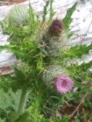 Cirsium brevistylum